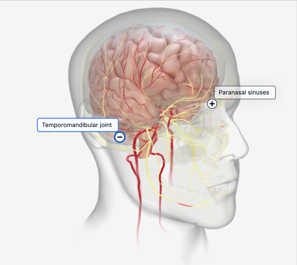 Embeddable 3D Anatomy Module